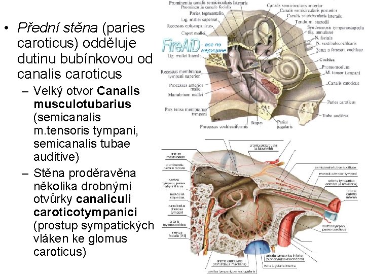  • Přední stěna (paries caroticus) odděluje dutinu bubínkovou od canalis caroticus – Velký