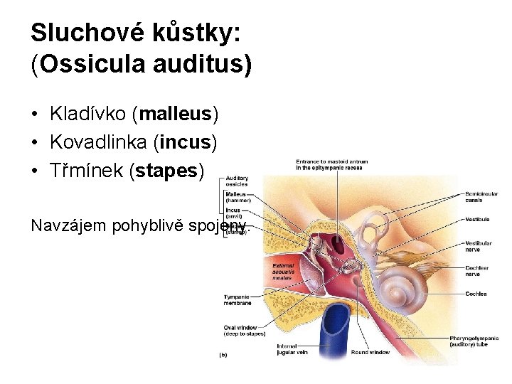 Sluchové kůstky: (Ossicula auditus) • Kladívko (malleus) • Kovadlinka (incus) • Třmínek (stapes) Navzájem