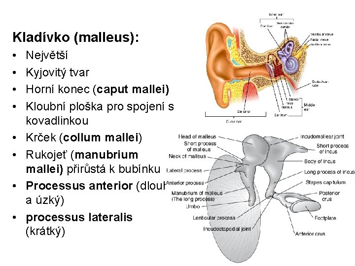 Kladívko (malleus): • • Největší Kyjovitý tvar Horní konec (caput mallei) Kloubní ploška pro