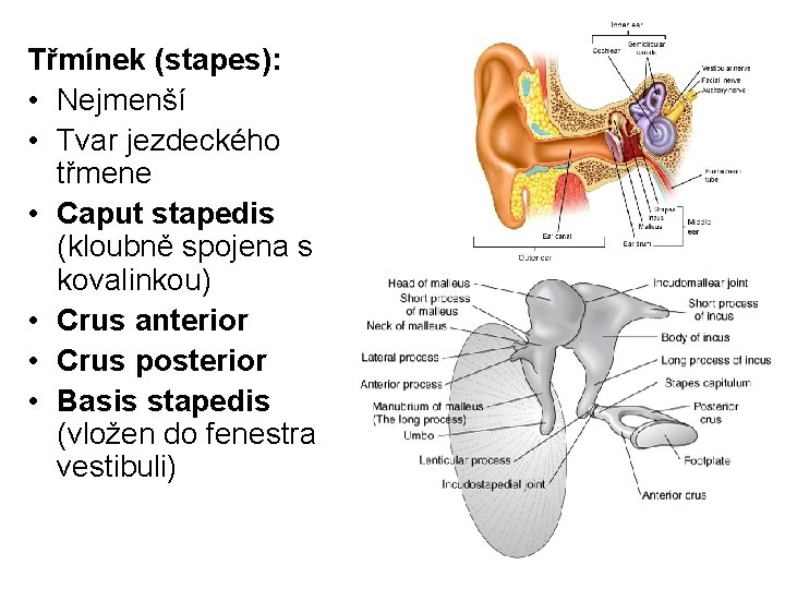 Třmínek (stapes): • Nejmenší • Tvar jezdeckého třmene • Caput stapedis (kloubně spojena s