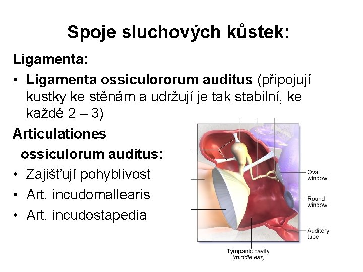 Spoje sluchových kůstek: Ligamenta: • Ligamenta ossiculororum auditus (připojují kůstky ke stěnám a udržují