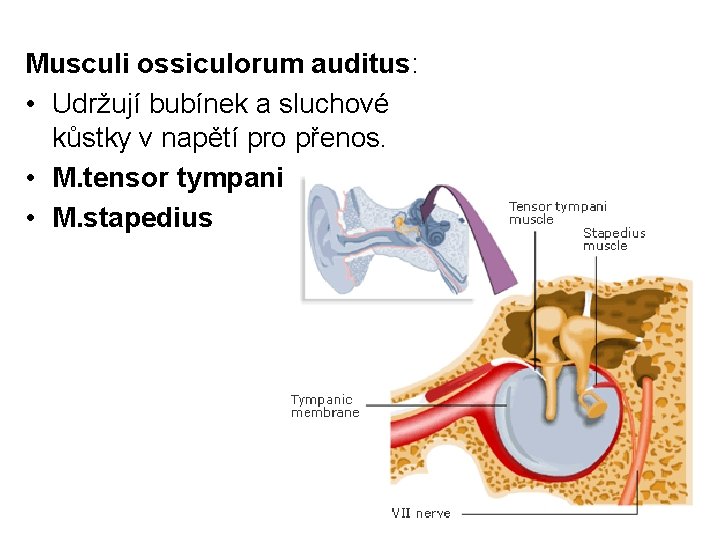 Musculi ossiculorum auditus: • Udržují bubínek a sluchové kůstky v napětí pro přenos. •