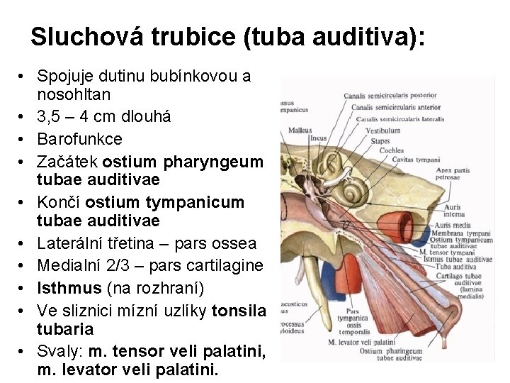 Sluchová trubice (tuba auditiva): • Spojuje dutinu bubínkovou a nosohltan • 3, 5 –