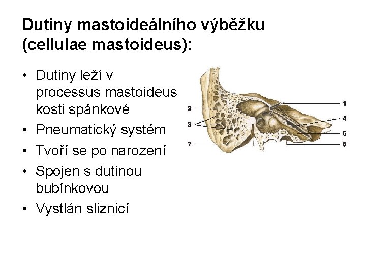 Dutiny mastoideálního výběžku (cellulae mastoideus): • Dutiny leží v processus mastoideus kosti spánkové •