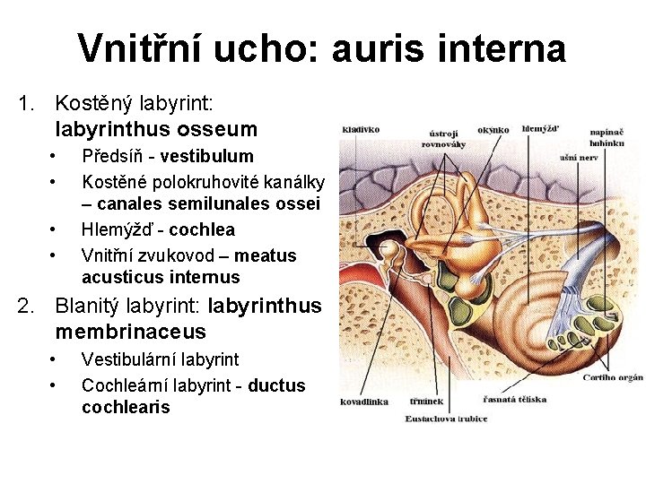 Vnitřní ucho: auris interna 1. Kostěný labyrint: labyrinthus osseum • • Předsíň - vestibulum