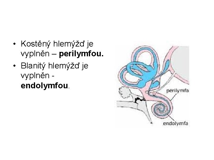  • Kostěný hlemýžď je vyplněn – perilymfou. • Blanitý hlemýžď je vyplněn endolymfou.