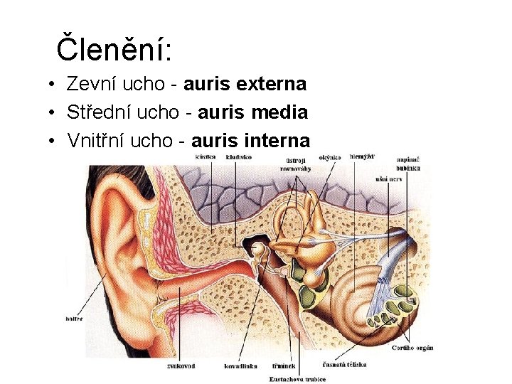 Členění: • Zevní ucho - auris externa • Střední ucho - auris media •
