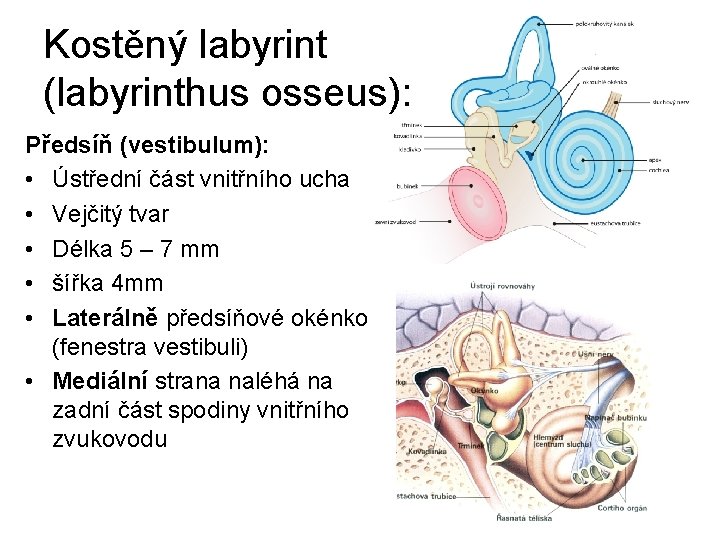 Kostěný labyrint (labyrinthus osseus): Předsíň (vestibulum): • Ústřední část vnitřního ucha • Vejčitý tvar