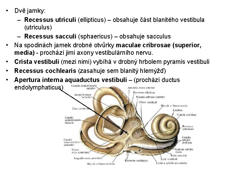  • Dvě jamky: – Recessus utriculi (ellipticus) – obsahuje část blanitého vestibula (utriculus)