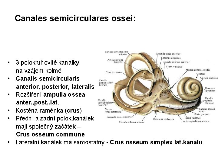 Canales semicirculares ossei: • 3 polokruhovité kanálky na vzájem kolmé • Canalis semicircularis anterior,