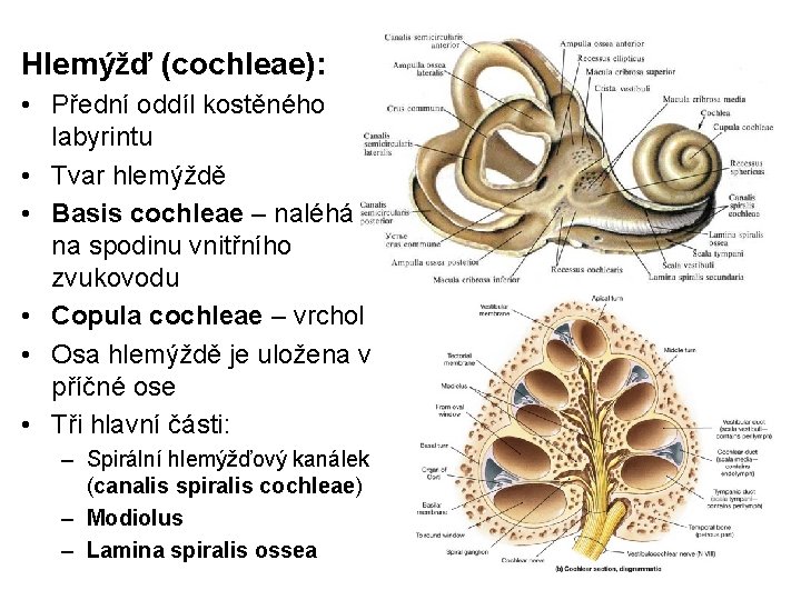 Hlemýžď (cochleae): • Přední oddíl kostěného labyrintu • Tvar hlemýždě • Basis cochleae –