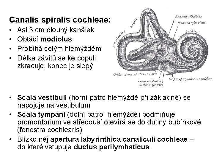 Canalis spiralis cochleae: • • Asi 3 cm dlouhý kanálek Obtáčí modiolus Probíhá celým