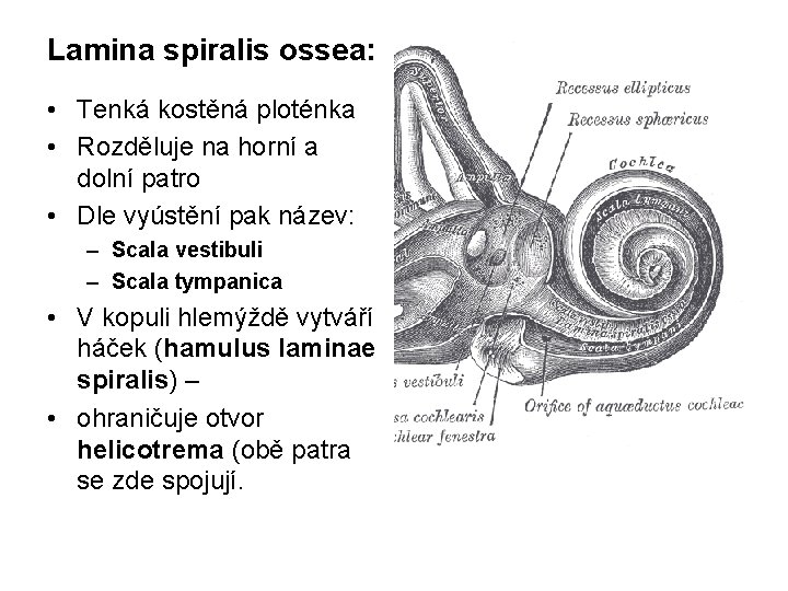 Lamina spiralis ossea: • Tenká kostěná ploténka • Rozděluje na horní a dolní patro