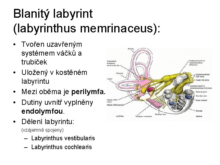 Blanitý labyrint (labyrinthus memrinaceus): • Tvořen uzavřeným systémem váčků a trubiček • Uložený v
