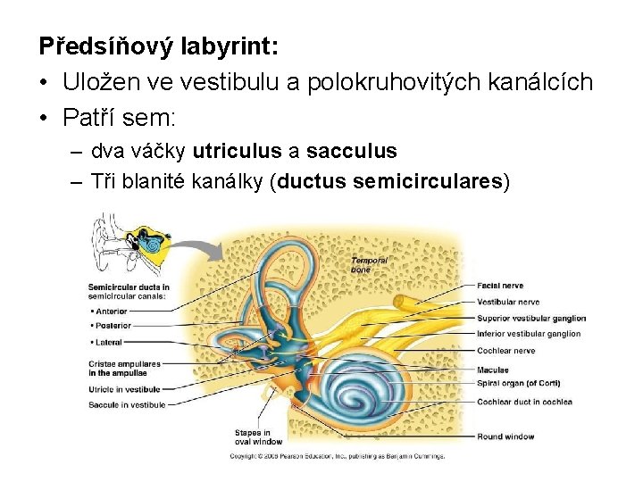 Předsíňový labyrint: • Uložen ve vestibulu a polokruhovitých kanálcích • Patří sem: – dva