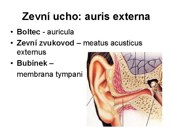 Zevní ucho: auris externa • Boltec - auricula • Zevní zvukovod – meatus acusticus