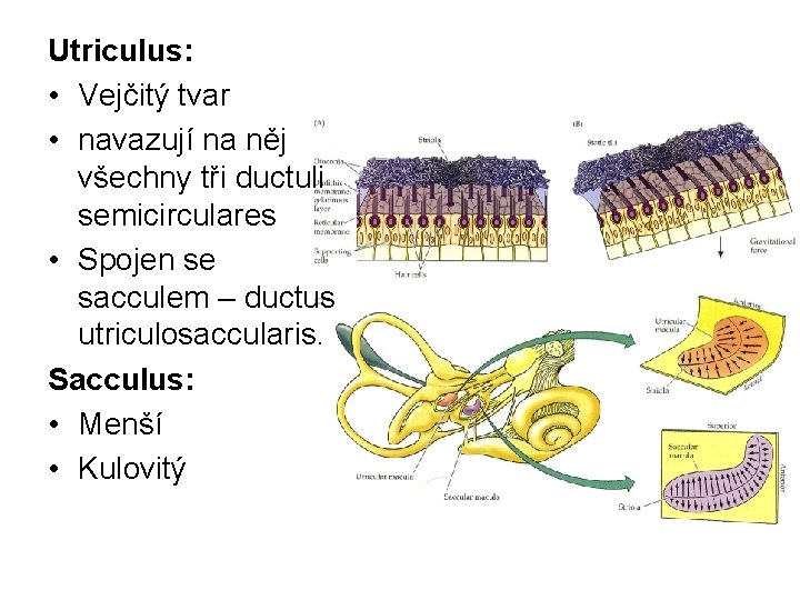 Utriculus: • Vejčitý tvar • navazují na něj všechny tři ductuli semicirculares • Spojen
