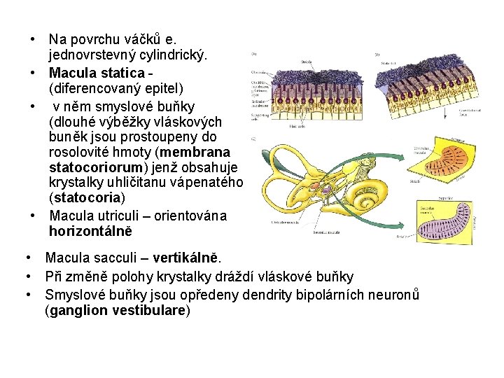  • Na povrchu váčků e. jednovrstevný cylindrický. • Macula statica (diferencovaný epitel) •