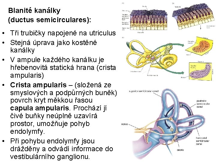 Blanité kanálky (ductus semicirculares): • Tři trubičky napojené na utriculus • Stejná úprava jako