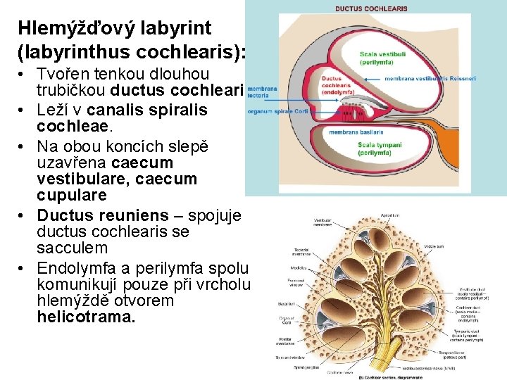 Hlemýžďový labyrint (labyrinthus cochlearis): • Tvořen tenkou dlouhou trubičkou ductus cochlearis • Leží v