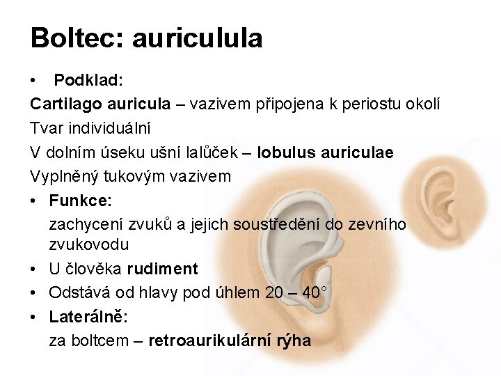 Boltec: auriculula • Podklad: Cartilago auricula – vazivem připojena k periostu okolí Tvar individuální