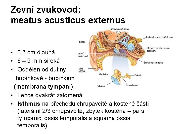 Zevní zvukovod: meatus acusticus externus • 3, 5 cm dlouhá • 6 – 9