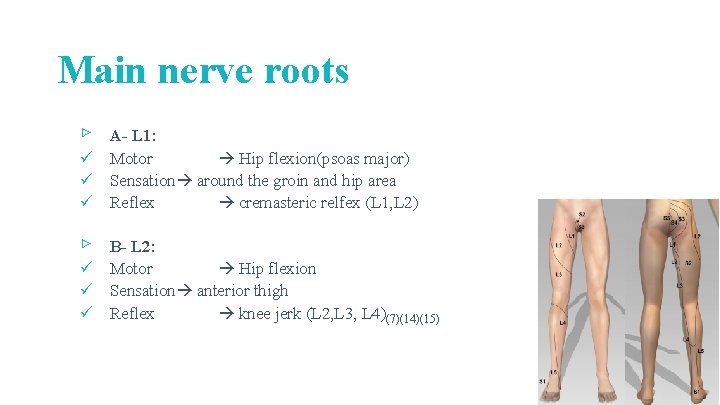 Main nerve roots ▹ A- L 1: ü Motor Hip flexion(psoas major) ü Sensation