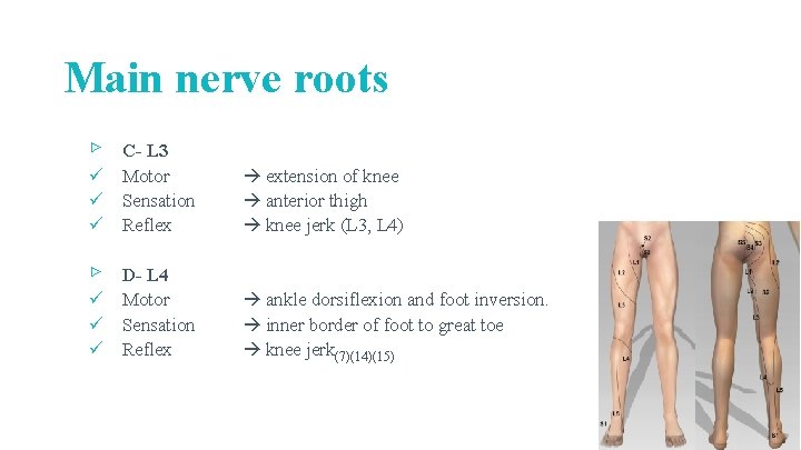 Main nerve roots ▹ C- L 3 ü Motor ü Sensation ü Reflex extension