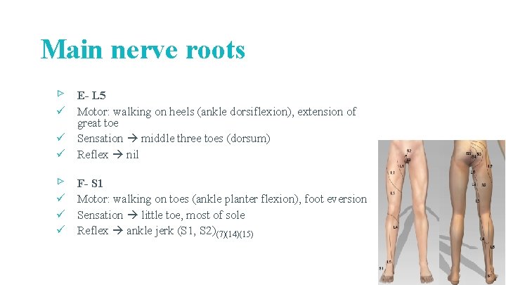 Main nerve roots ▹ E- L 5 ü Motor: walking on heels (ankle dorsiflexion),