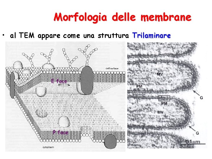 Morfologia delle membrane • al TEM appare come una struttura Trilaminare E face P