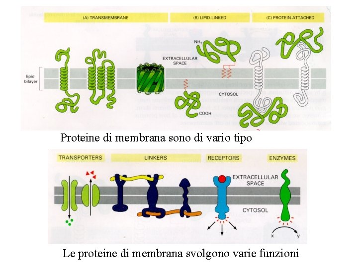 Proteine di membrana sono di vario tipo Le proteine di membrana svolgono varie funzioni