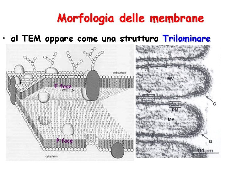 Morfologia delle membrane • al TEM appare come una struttura Trilaminare E face P