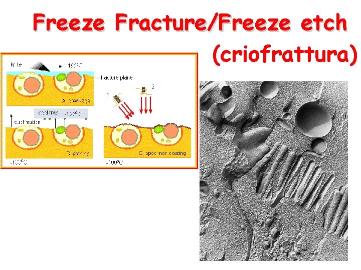 Freeze Fracture/Freeze etch (criofrattura) 