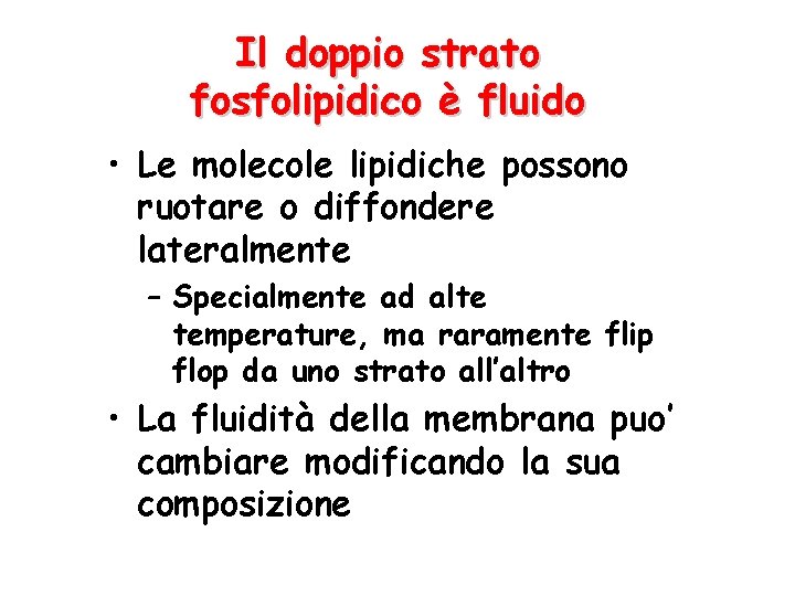 Il doppio strato fosfolipidico è fluido • Le molecole lipidiche possono ruotare o diffondere