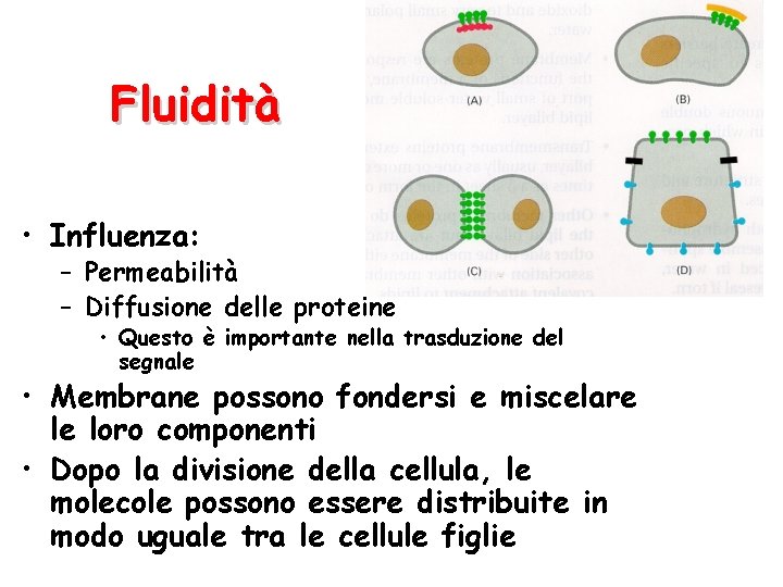 Fluidità • Influenza: – Permeabilità – Diffusione delle proteine • Questo è importante nella