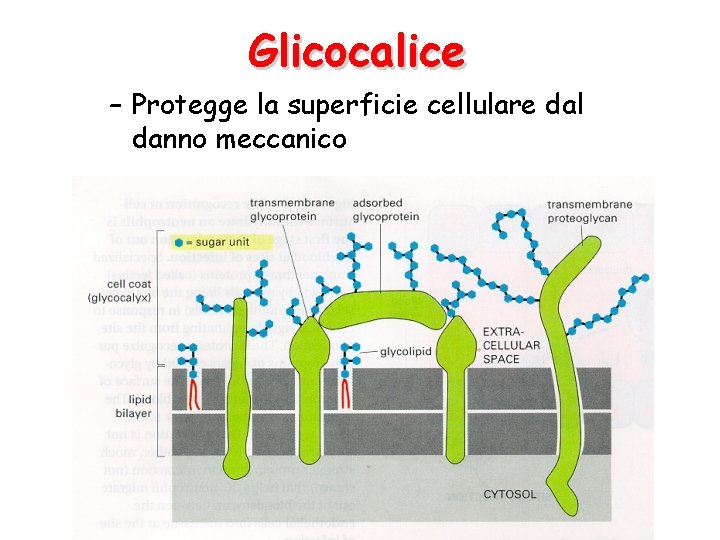 Glicocalice – Protegge la superficie cellulare dal danno meccanico 
