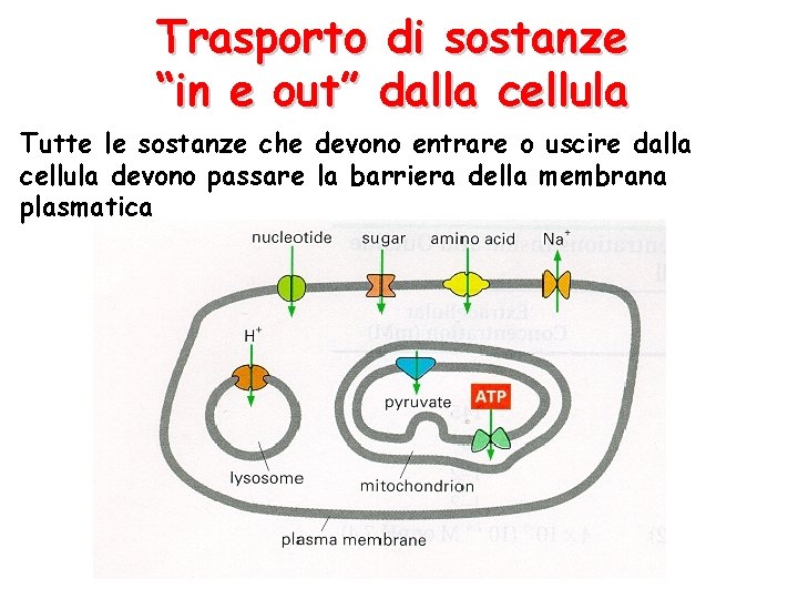Trasporto di sostanze “in e out” dalla cellula Tutte le sostanze che devono entrare