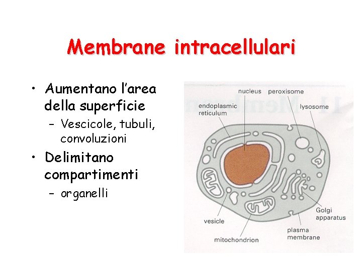 Membrane intracellulari • Aumentano l’area della superficie – Vescicole, tubuli, convoluzioni • Delimitano compartimenti