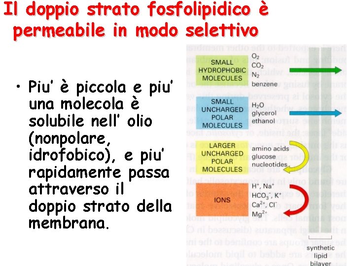 Il doppio strato fosfolipidico è permeabile in modo selettivo • Piu’ è piccola e