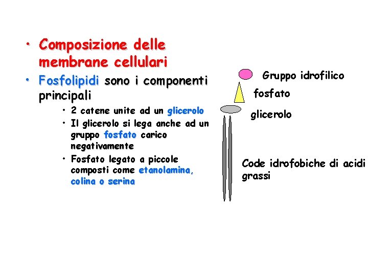 • Composizione delle membrane cellulari • Fosfolipidi sono i componenti principali • 2