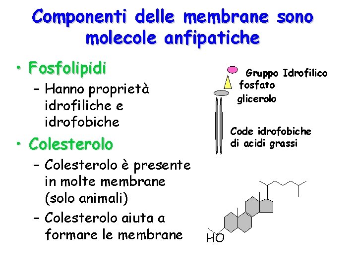 Componenti delle membrane sono molecole anfipatiche • Fosfolipidi Gruppo Idrofilico fosfato glicerolo – Hanno