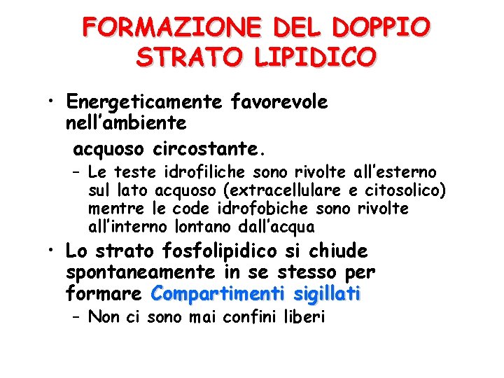 FORMAZIONE DEL DOPPIO STRATO LIPIDICO • Energeticamente favorevole nell’ambiente acquoso circostante. – Le teste