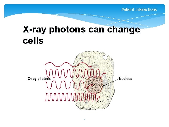Patient Interactions X-ray photons can change cells 12 