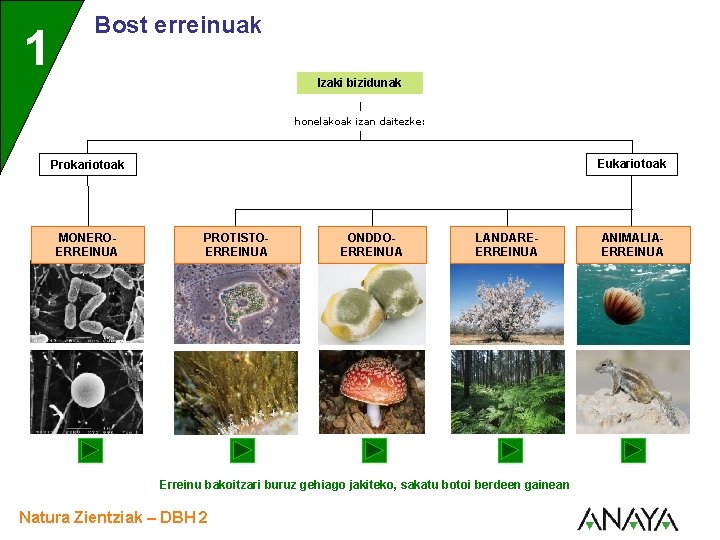 1 Bost erreinuak Izaki bizidunak honelakoak izan daitezke: Eukariotoak Prokariotoak MONEROERREINUA PROTISTOERREINUA ONDDOERREINUA LANDAREERREINUA