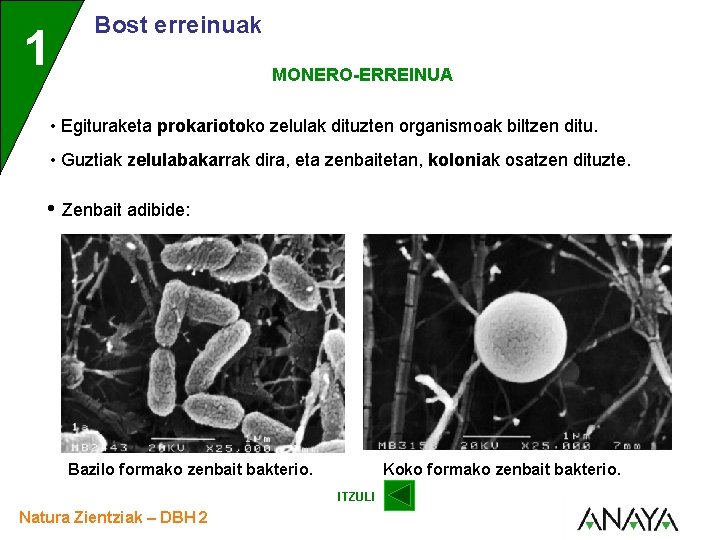 1 Bost erreinuak MONERO-ERREINUA • Egituraketa prokariotoko zelulak dituzten organismoak biltzen ditu. • Guztiak