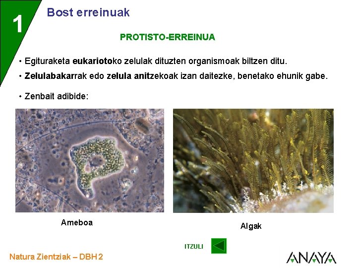 1 Bost erreinuak PROTISTO-ERREINUA • Egituraketa eukariotoko zelulak dituzten organismoak biltzen ditu. • Zelulabakarrak