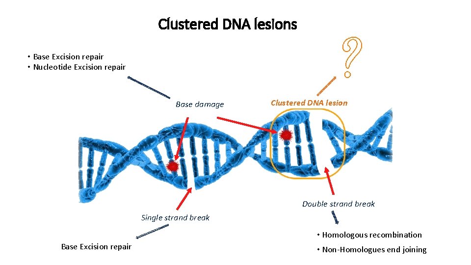 Clustered DNA lesions • Base Excision repair • Nucleotide Excision repair Base damage Clustered