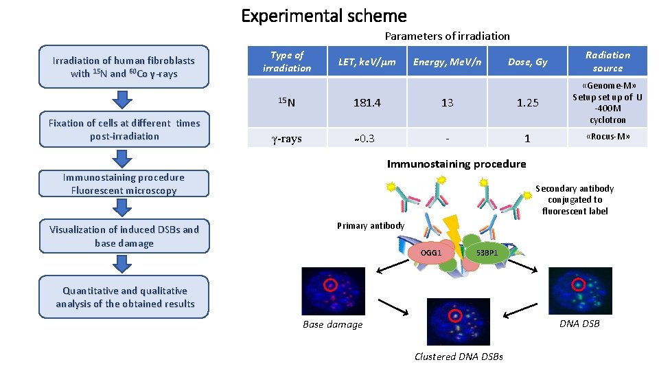 Experimental scheme Parameters of irradiation Irradiation of human fibroblasts with 15 N and 60