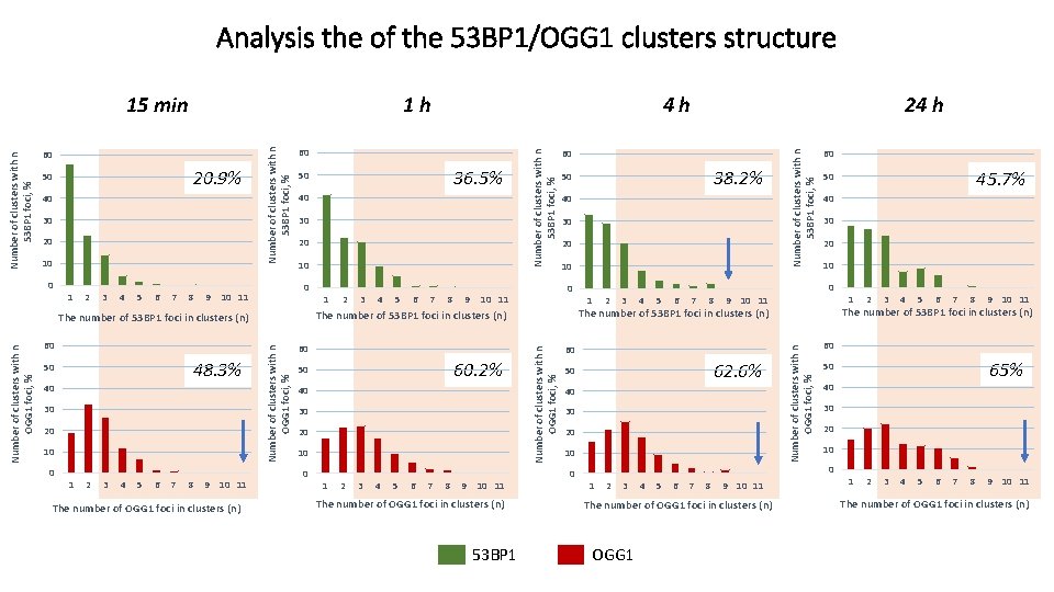 Analysis the of the 53 BP 1/OGG 1 clusters structure 30 20 10 0