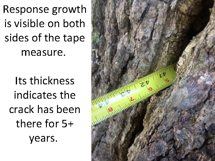 Response growth is visible on both sides of the tape measure. Its thickness indicates